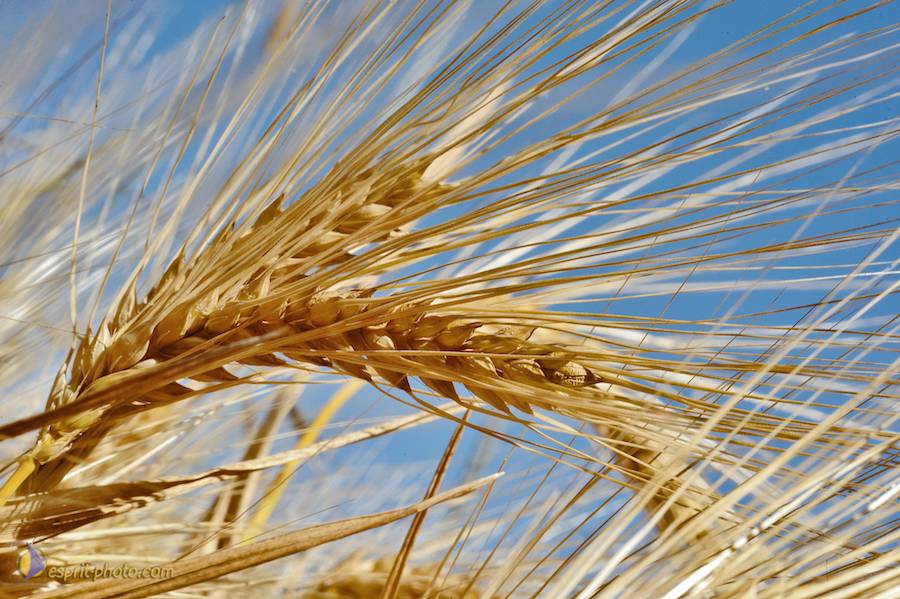 Nom de l'image : D30014329_1_(c)Norbert-JUNG — Description :